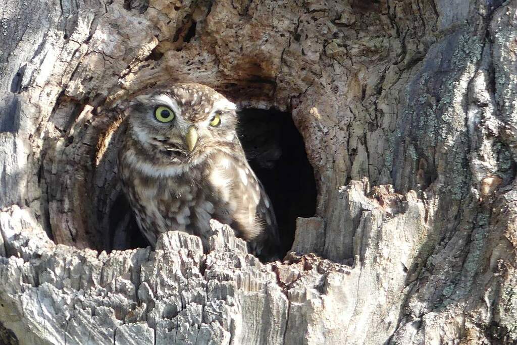Internat Tag der Streuobstwiesen (2).jpg