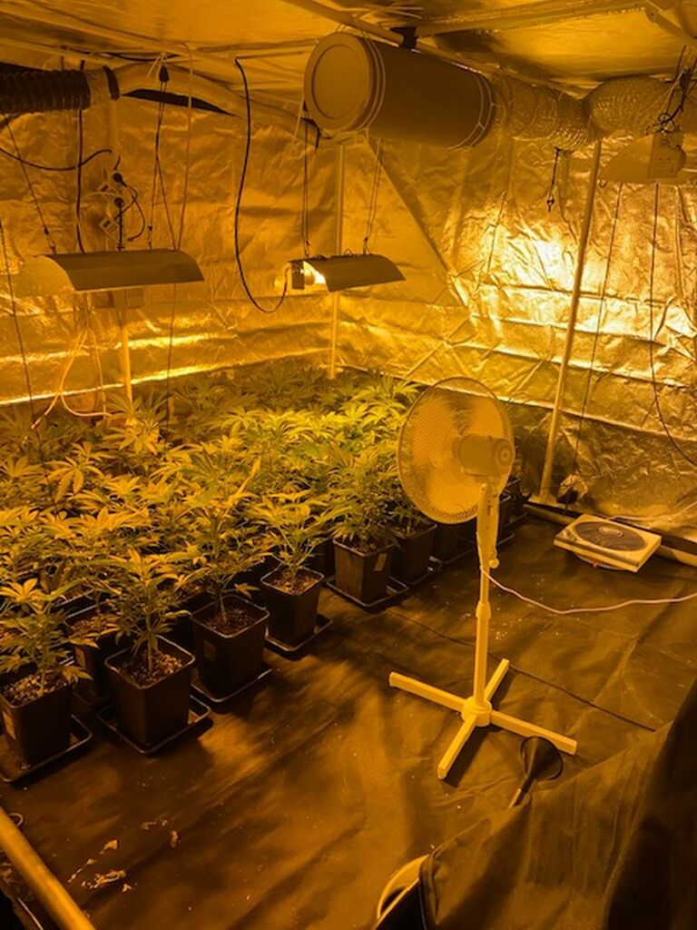 CannabisZoll1312_jk (1).jpg