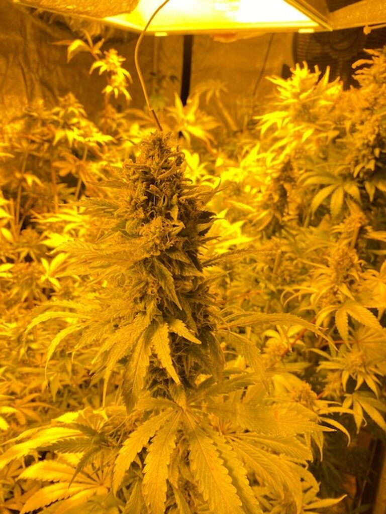 CannabisZoll1312_jk (2).jpg