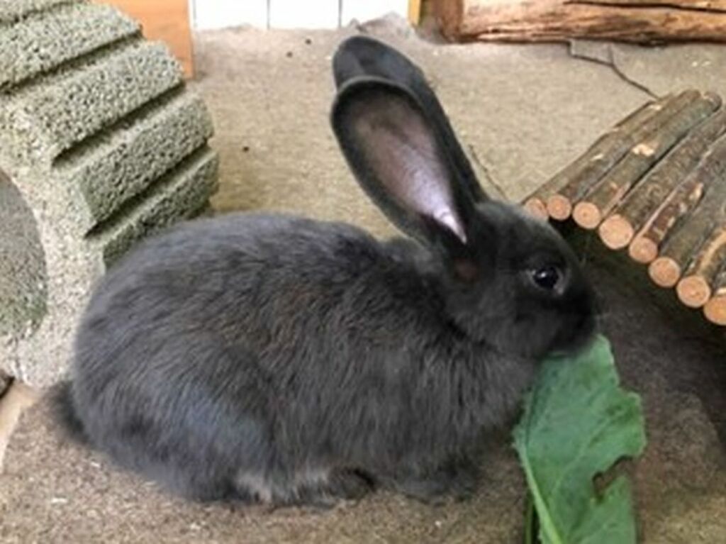 TiereKita112_jk (2).jpg