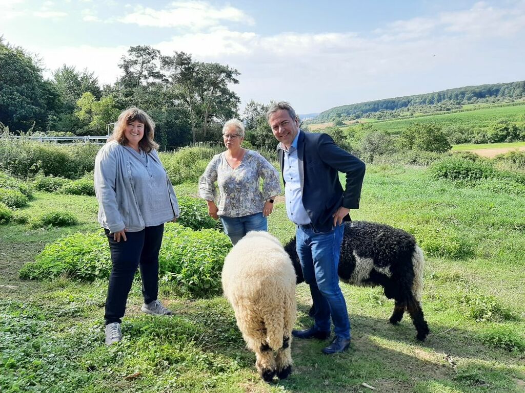 Alpakas0809_jk (1).jpg