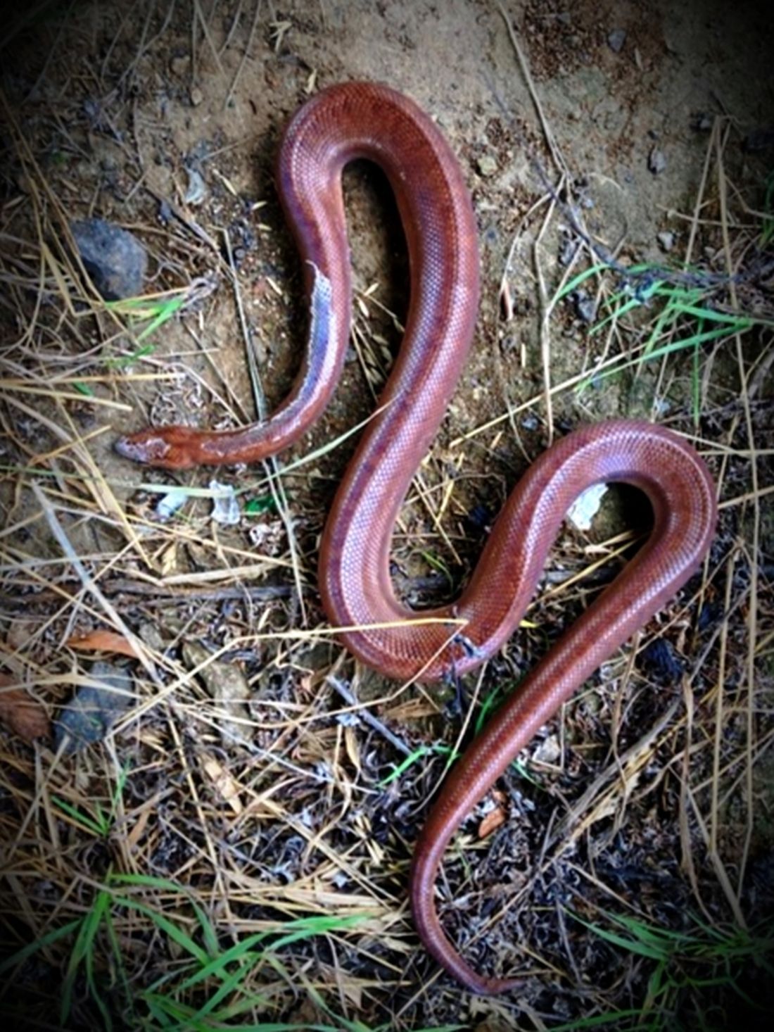 woellstadtschlange az