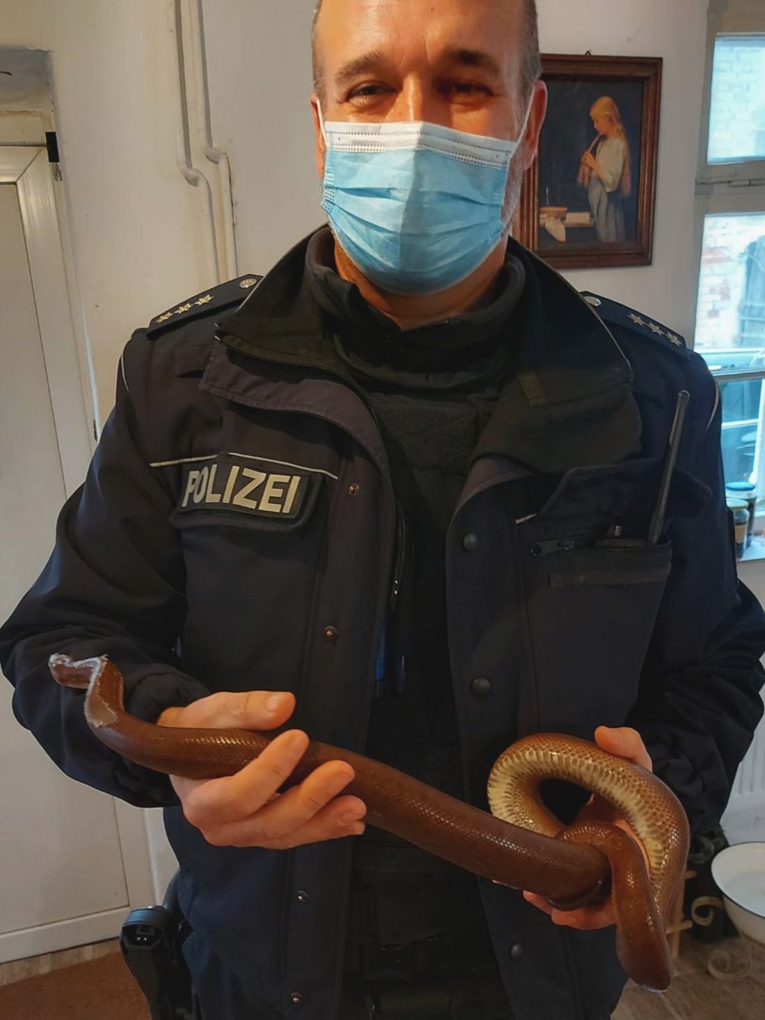 woellstadtschlange az1