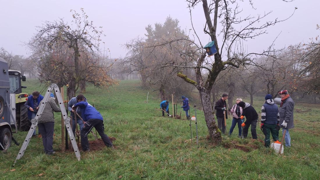 nabubaumpflanzen3 kg