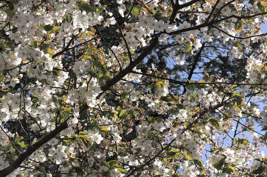 Bluetenwanderung Kirschbluete is