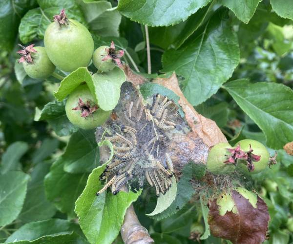 Apfelbaumgespinstmotte: Jetzt beginnt der optimale Bekämpfungszeitraum